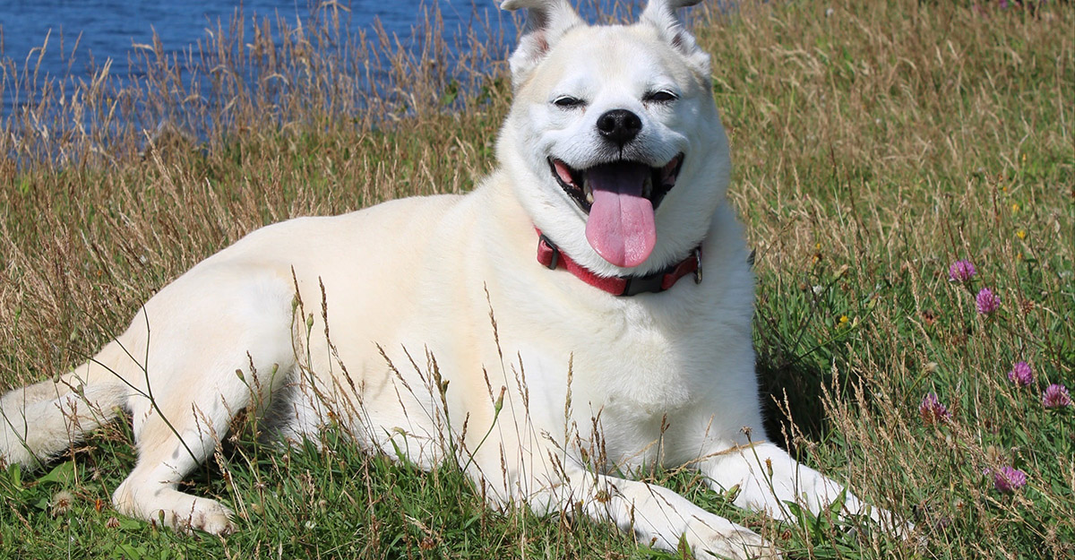 capa descobrir raças cachorro