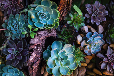 plantas tropicais em casa suculentas