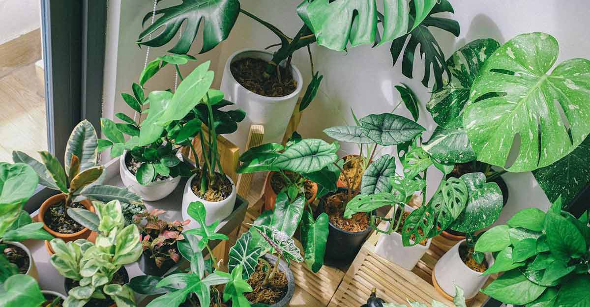 plantas tropicais em casa capa