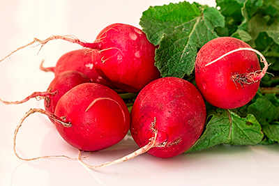 cultivar legumes e frutas rabanete