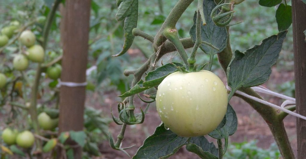 cultivar legumes e frutas capa